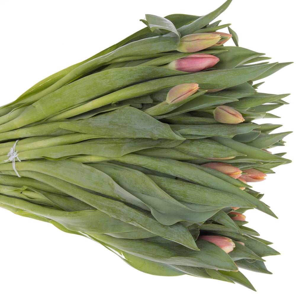 Tulpe rosa-creme Lech walesa 36 Gramm