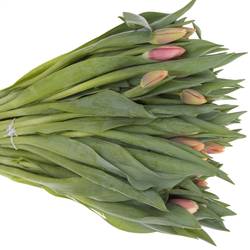 Tulpe rosa-creme Lech walesa 36 Gramm