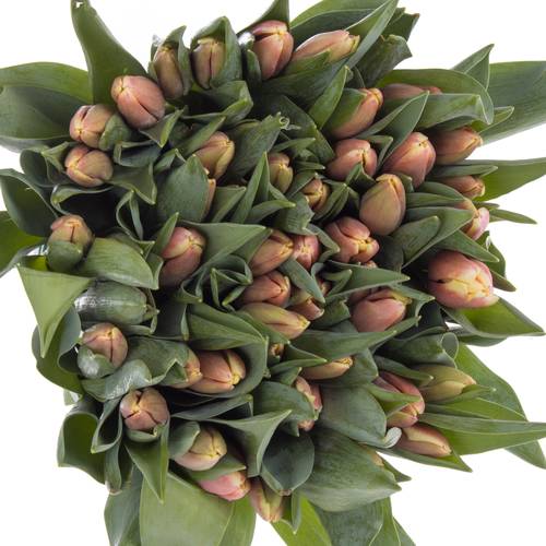 Tulpe rosa-creme Lech walesa 36 Gramm