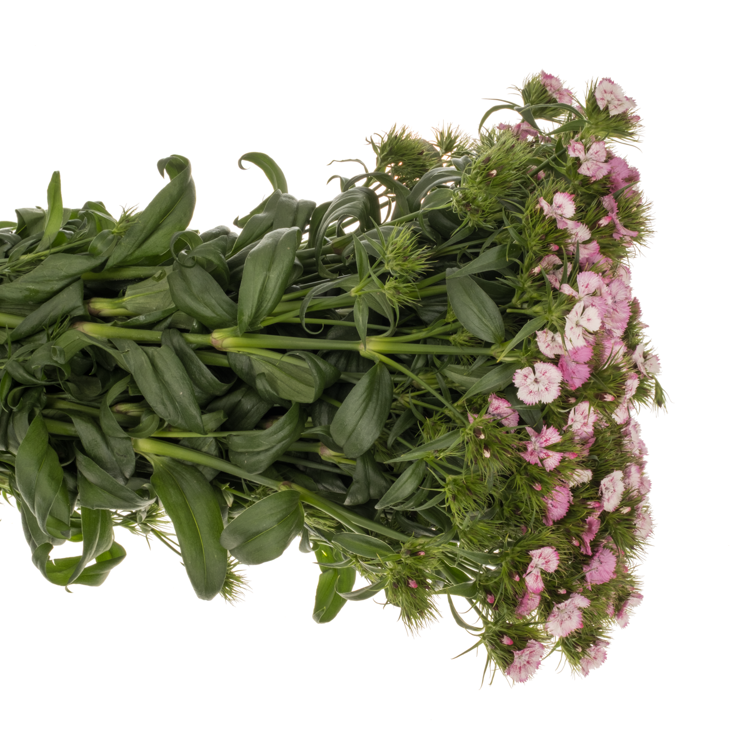 Bartnelke rosa/weiss Sweet Pink Magic 65cm