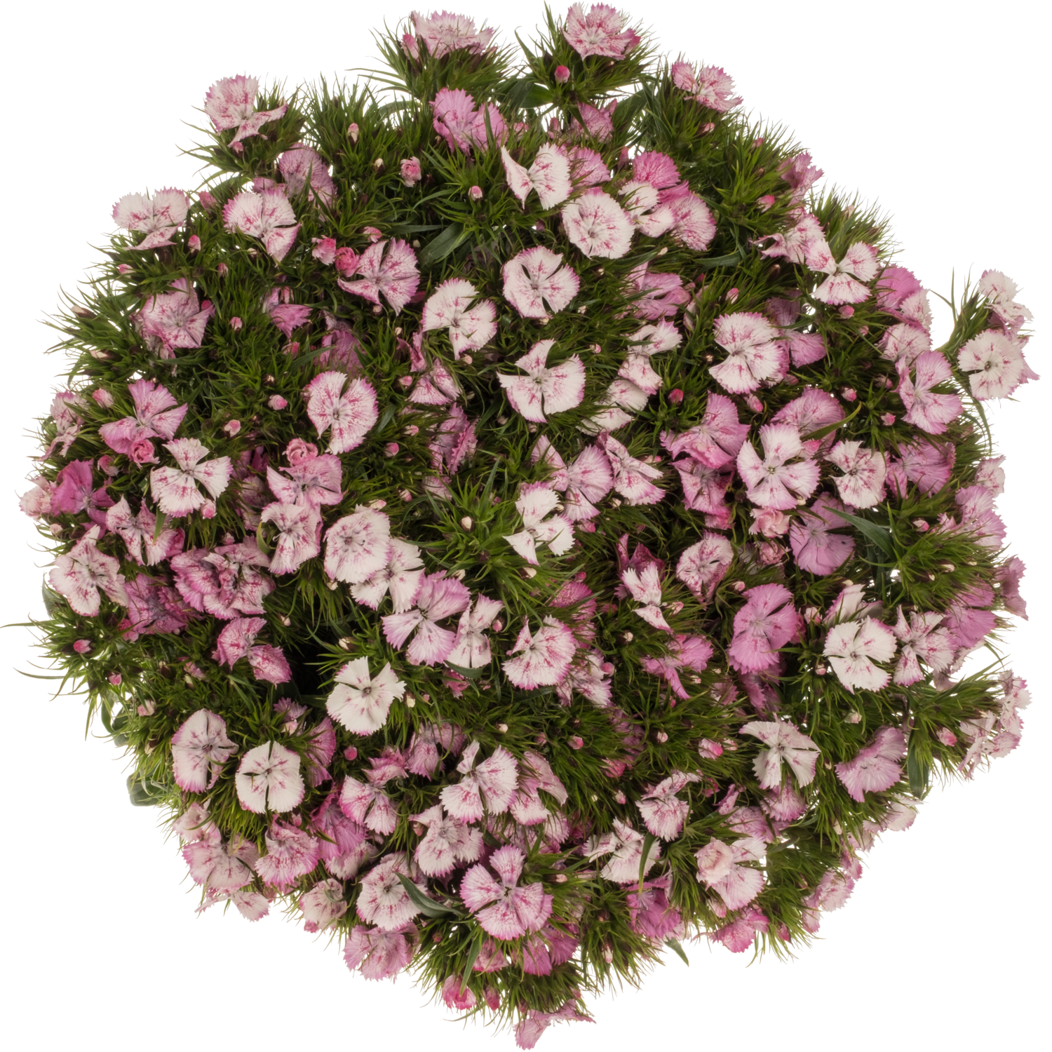 Bartnelke rosa/weiss Sweet Pink Magic 65cm