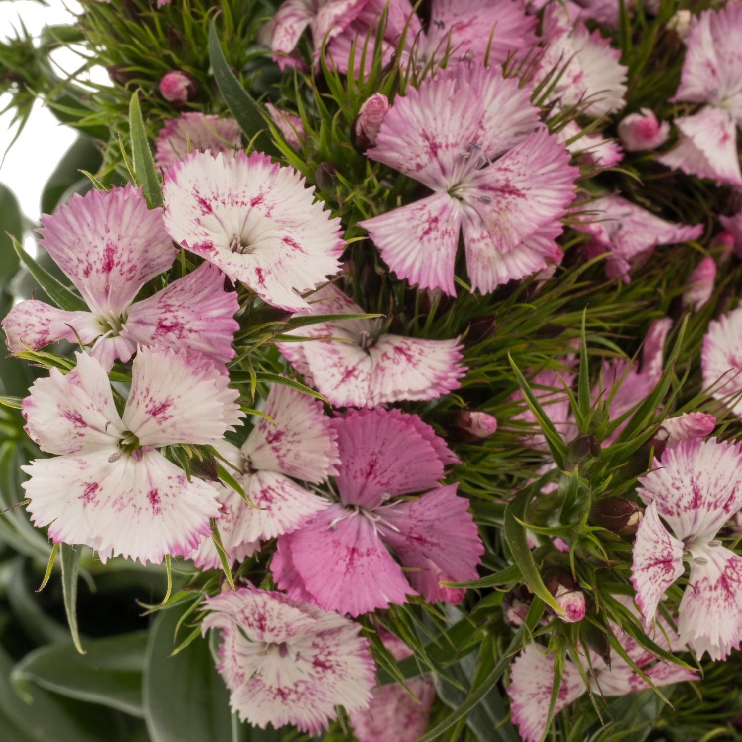 Bartnelke rosa/weiss Sweet Pink Magic 65cm