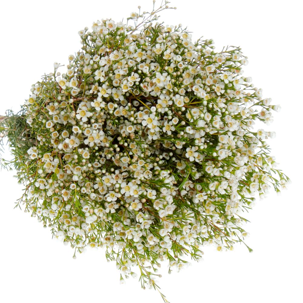 Wachsflower weiss Pearl Button 55 Gramm 60cm