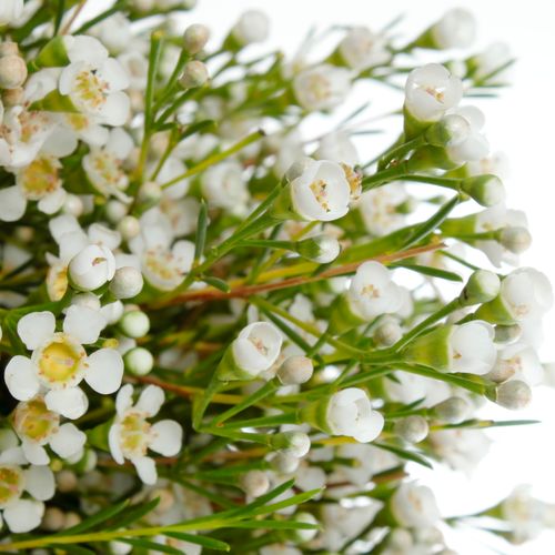 Wachsflower weiss Pearl Button 55 Gramm 60cm