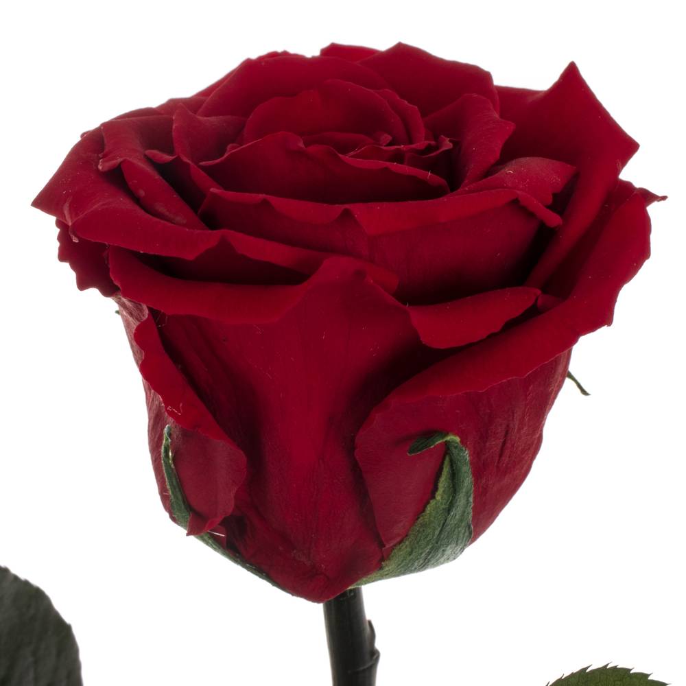 Präparierte Rose dunkel rot 20cm Red 01