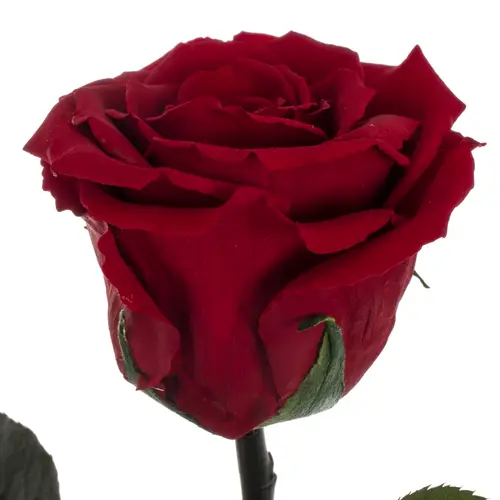Präparierte Rose dunkel rot 20cm Red 01