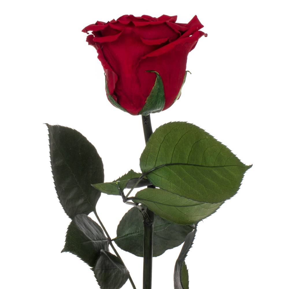 Präparierte Rose dunkel rot 20cm Red 01