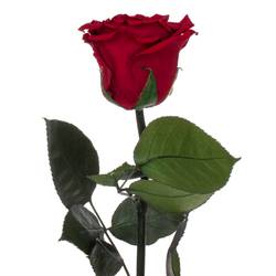 Präparierte Rose dunkel rot 20cm Red 01