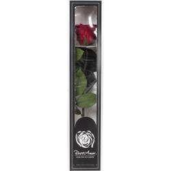 Präparierte Rose dunkel rot 20cm Red 01