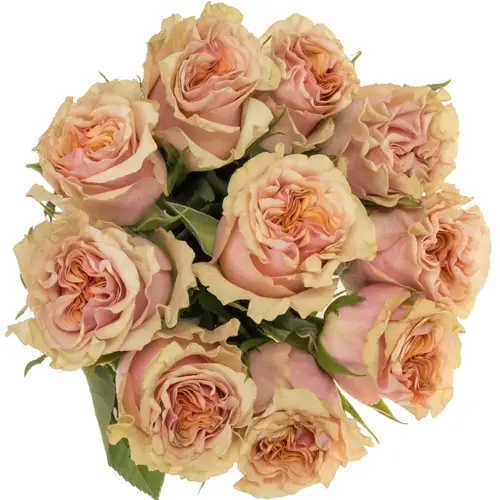 Rose rosa/hell grün Mabella 50cm