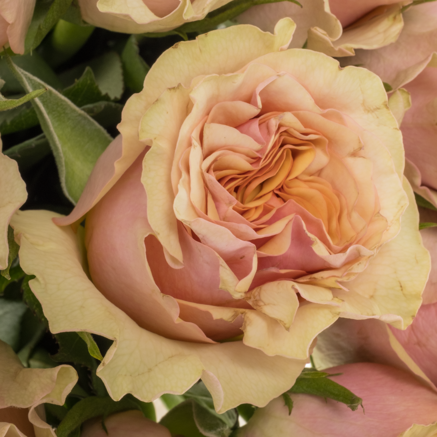 Rose rosa/hell grün Mabella 50cm