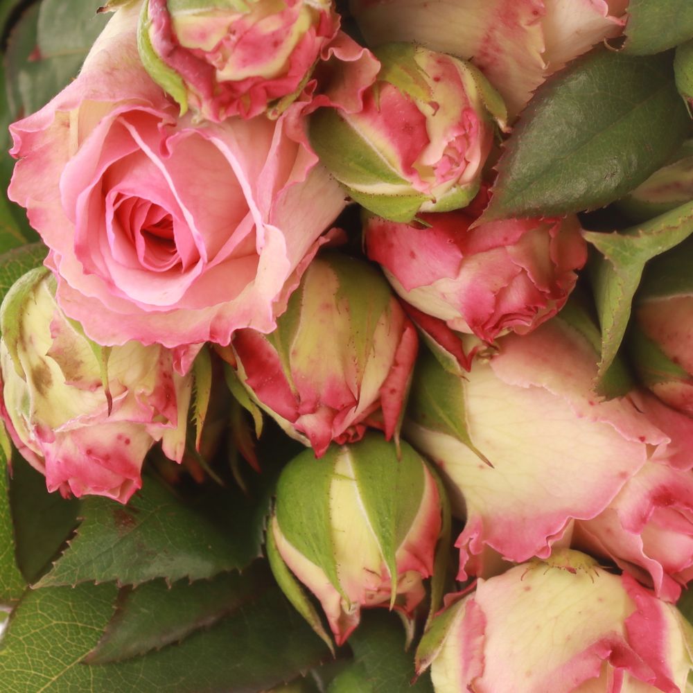 Rose rosa Freiland Marietta 40cm 2+Blüte