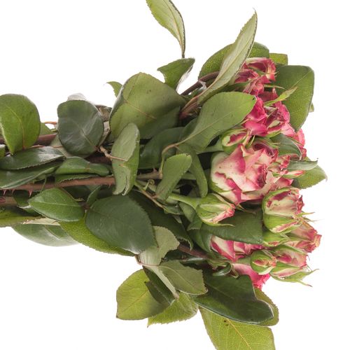 Rose rosa Freiland Marietta 40cm 2+Blüte
