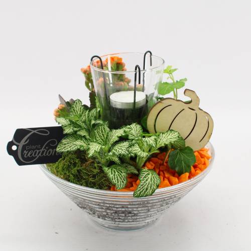 Kal.Arr-2504 Herbst T20 H020