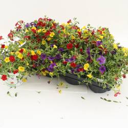 Calibrachoa Trixi Bolero gelb/rot T12 H020