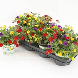 Calibrachoa Trixi Bolero gelb/rot T12 H020