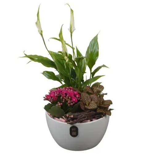 Spath.Arr PTIB5152 T15 H033