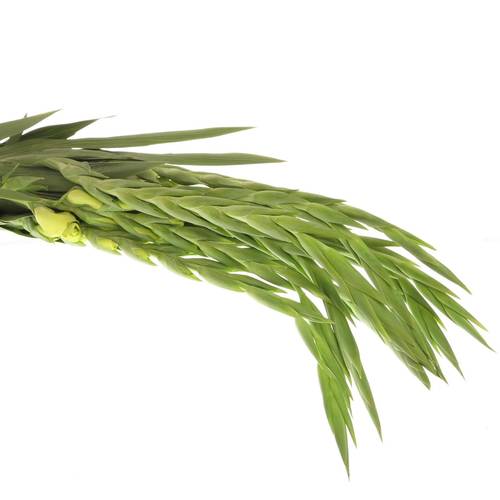 Gladiole grün Miss Green 80cm