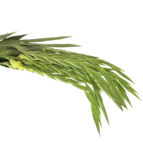 Gladiole grün Miss Green 80cm