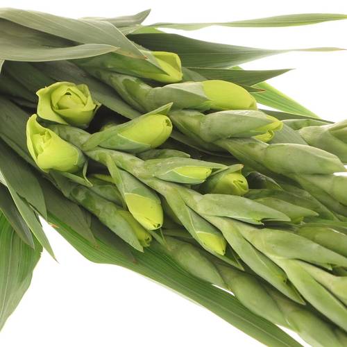Gladiole grün Miss Green 80cm