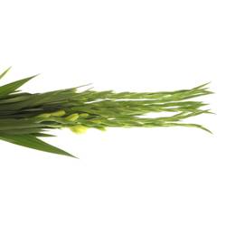 Gladiole grün Miss Green 80cm