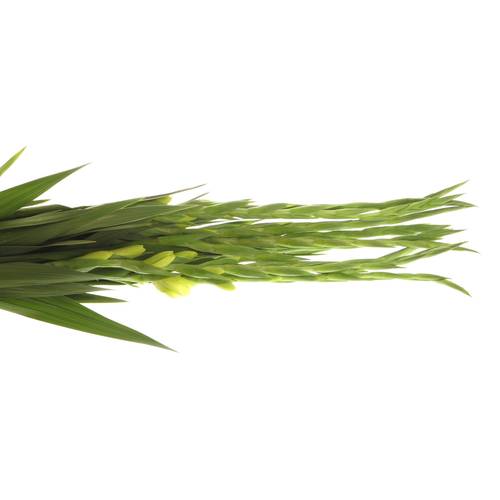 Gladiole grün Miss Green 80cm