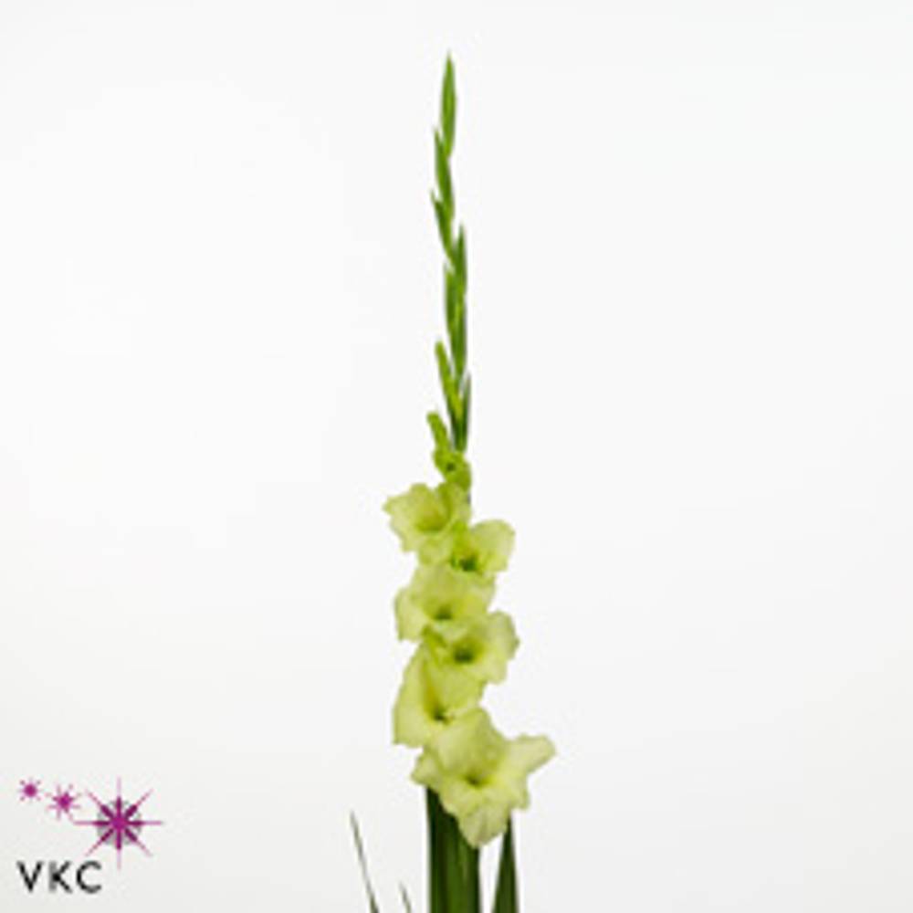 Gladiole grün Miss Green 80cm