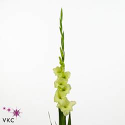 Gladiole grün Miss Green 80cm