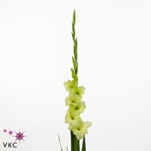 Gladiole grün Miss Green 80cm