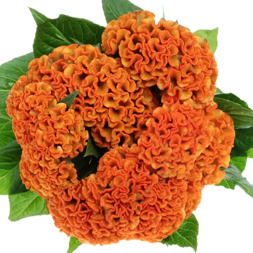 Hahnenkamm orange Reprise 72cm