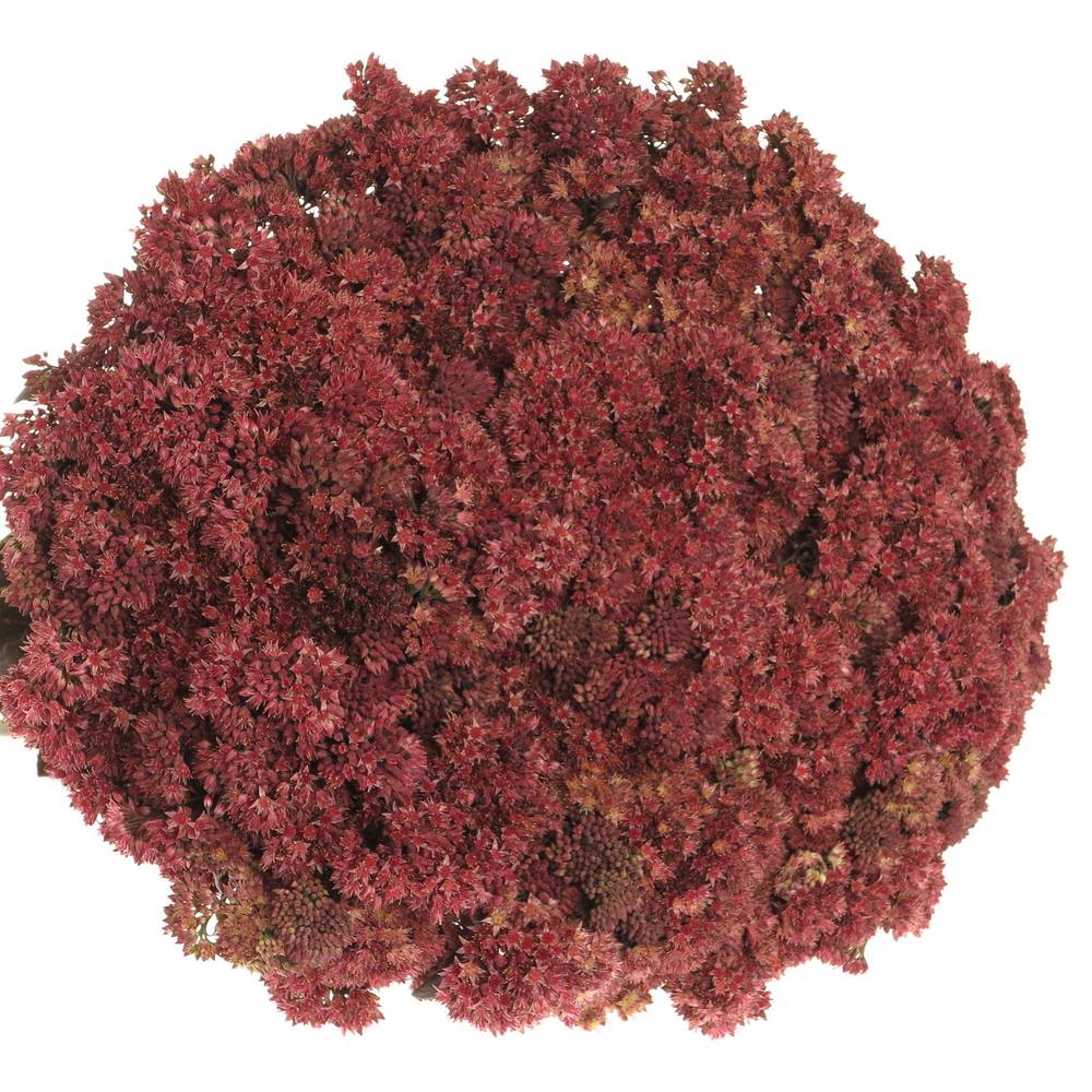 Sedum aubergine gefärbt 50cm