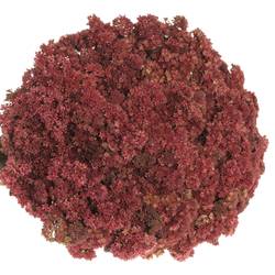 Sedum aubergine gefärbt 50cm