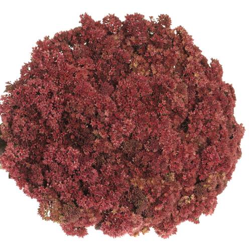 Sedum aubergine gefärbt 50cm