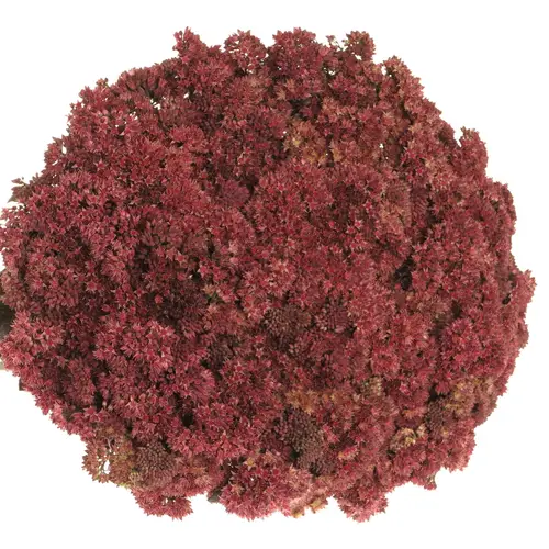 Sedum aubergine gefärbt 50cm
