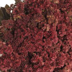 Sedum aubergine gefärbt 50cm