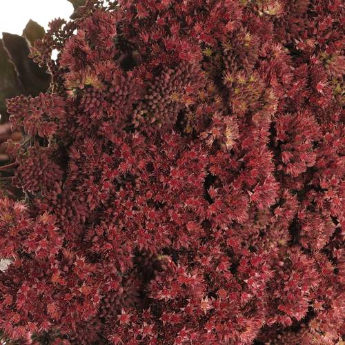 Sedum aubergine gefärbt 50cm