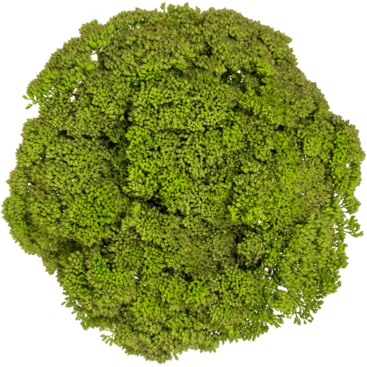 Sedum gefärbt grün Green 55cm