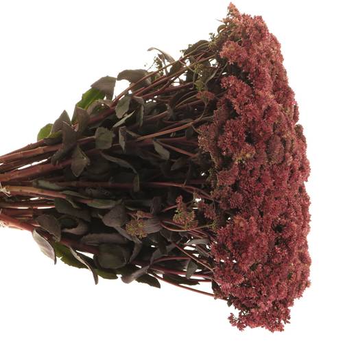 Sedum aubergine gefärbt 50cm