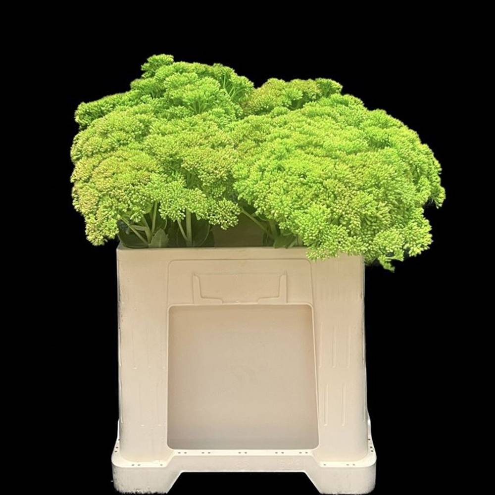 Sedum gefärbt grün Green 55cm