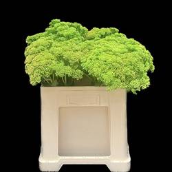 Sedum gefärbt grün Green 55cm