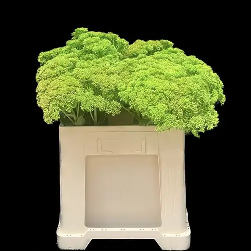Sedum gefärbt grün Green 55cm
