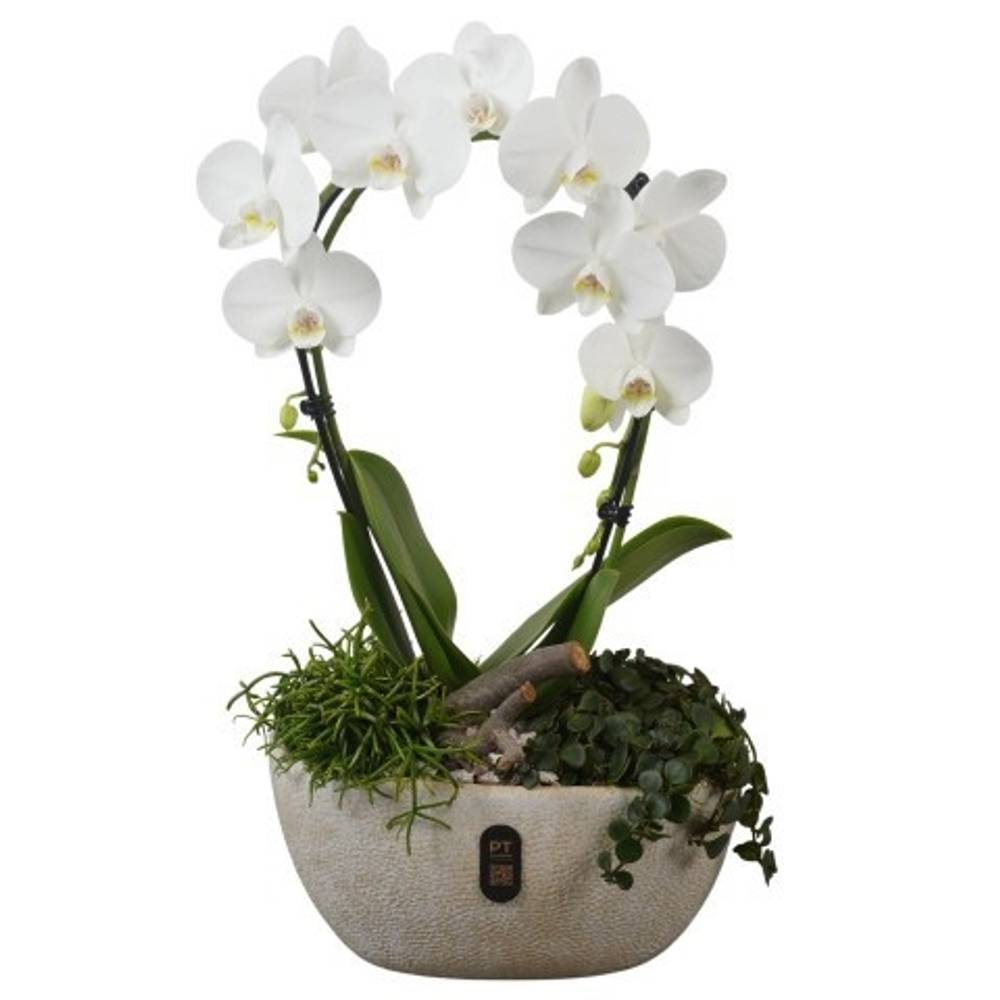 Phal.Arr PTIB5340 T28 H055