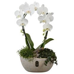 Phal.Arr PTIB5340 T28 H055