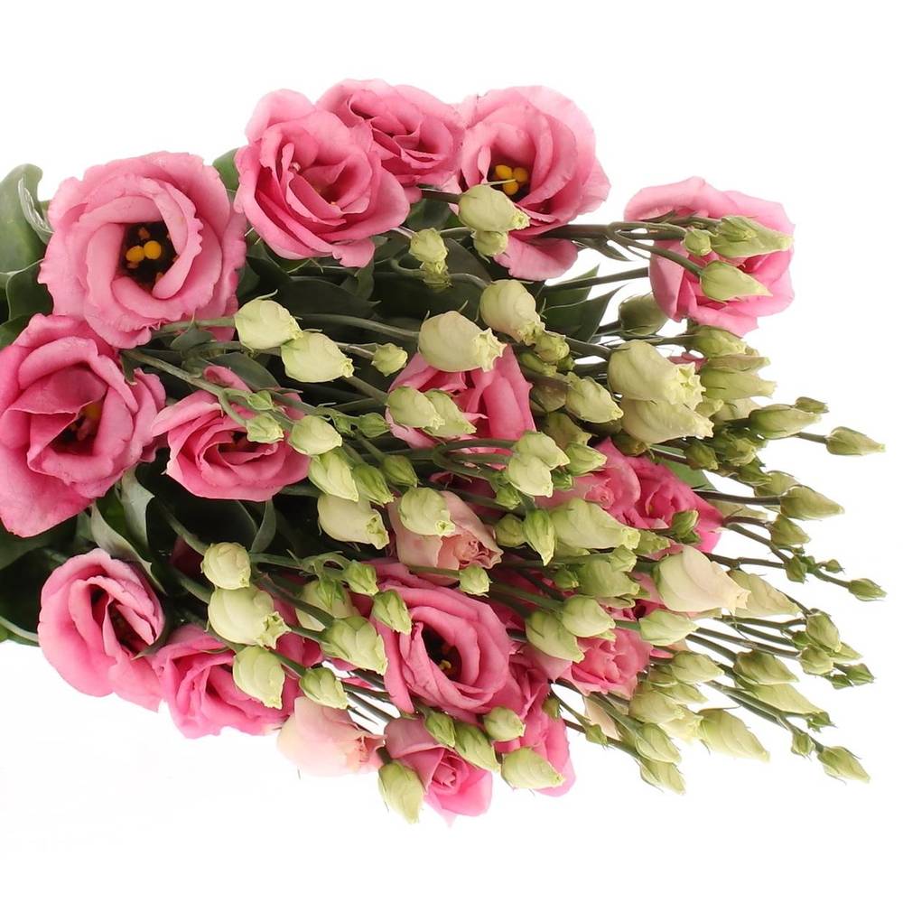 Lisianthus rosa Rosita Muttertag 5+Bl 70cm