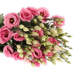 Lisianthus rosa Rosita Muttertag 5+Bl 70cm