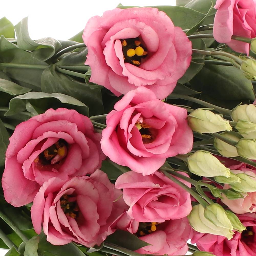 Lisianthus rosa Rosita Muttertag 5+Bl 70cm