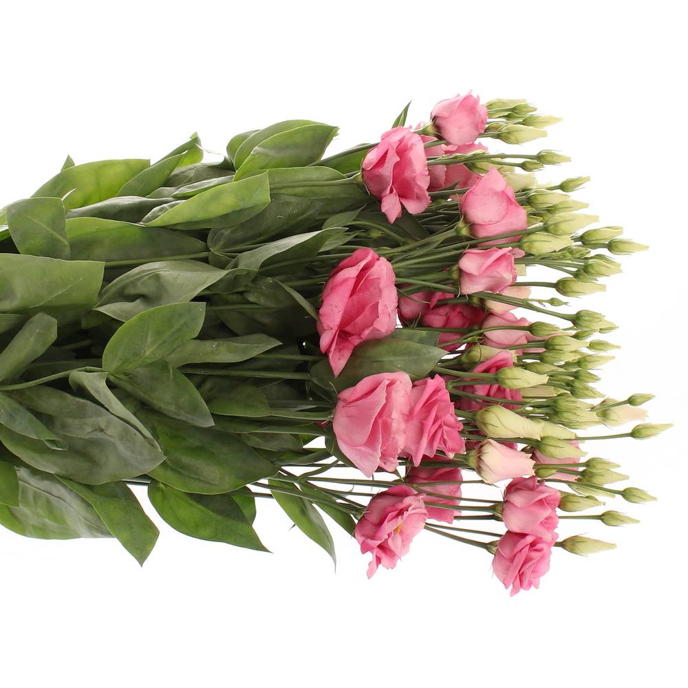 Lisianthus rosa Rosita Muttertag 5+Bl 70cm