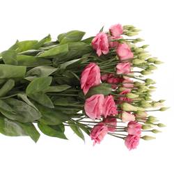 Lisianthus rosa Rosita Muttertag 5+Bl 70cm