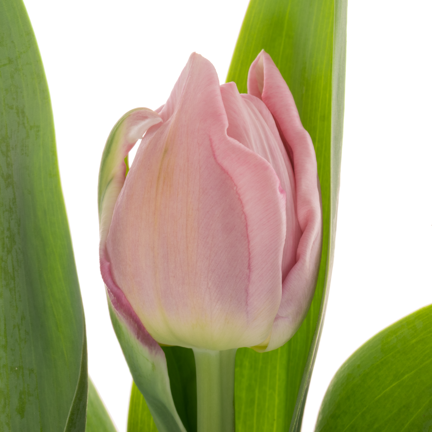Tulpe rosa doppel Mariage Coas Tulip 40 Gramm