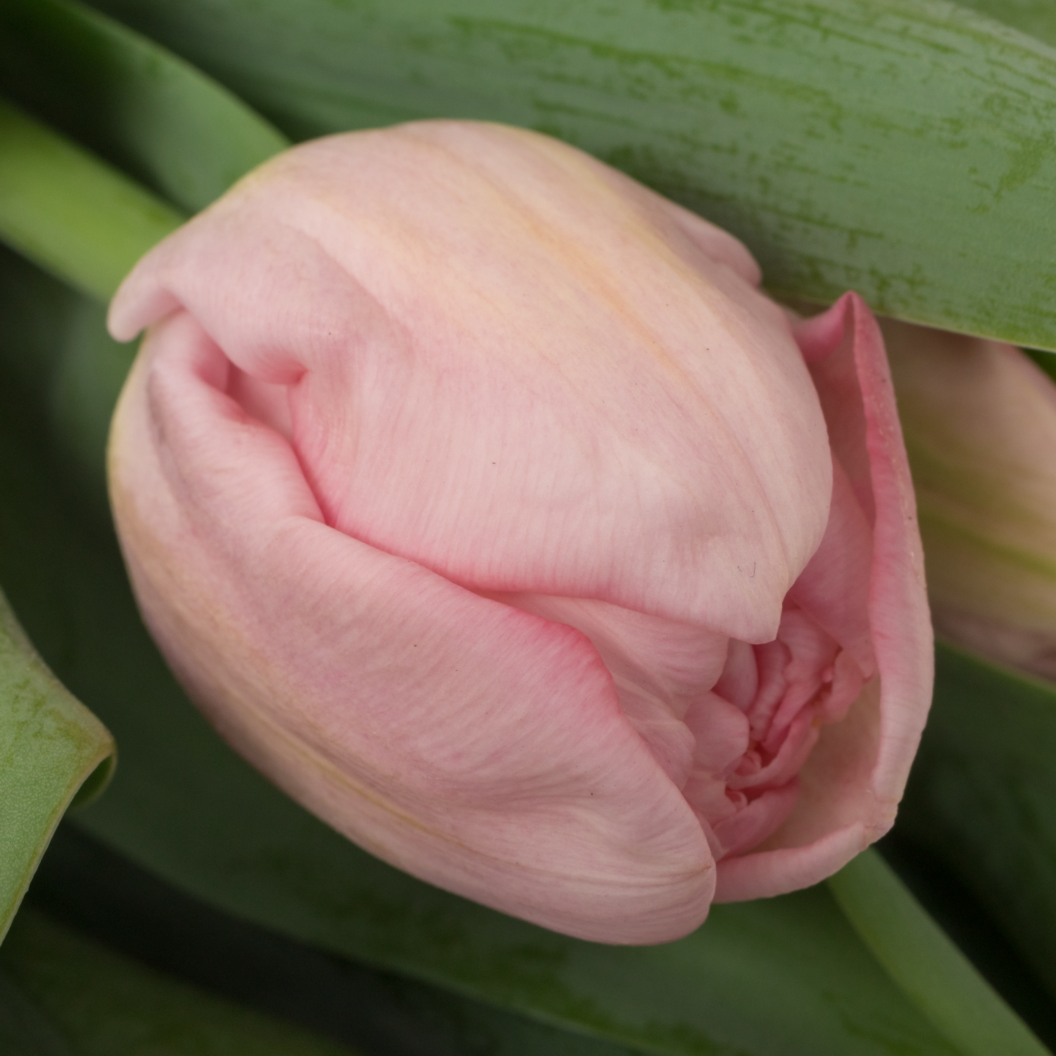 Tulpe rosa doppel Mariage Coas Tulip 40 Gramm